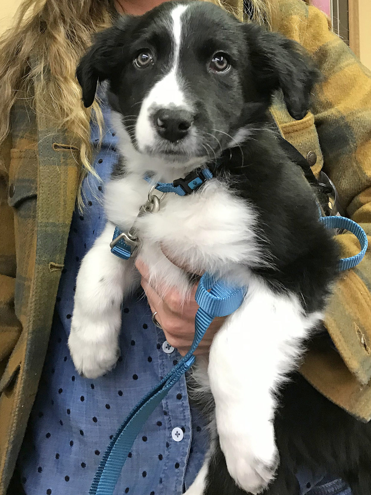 New pup